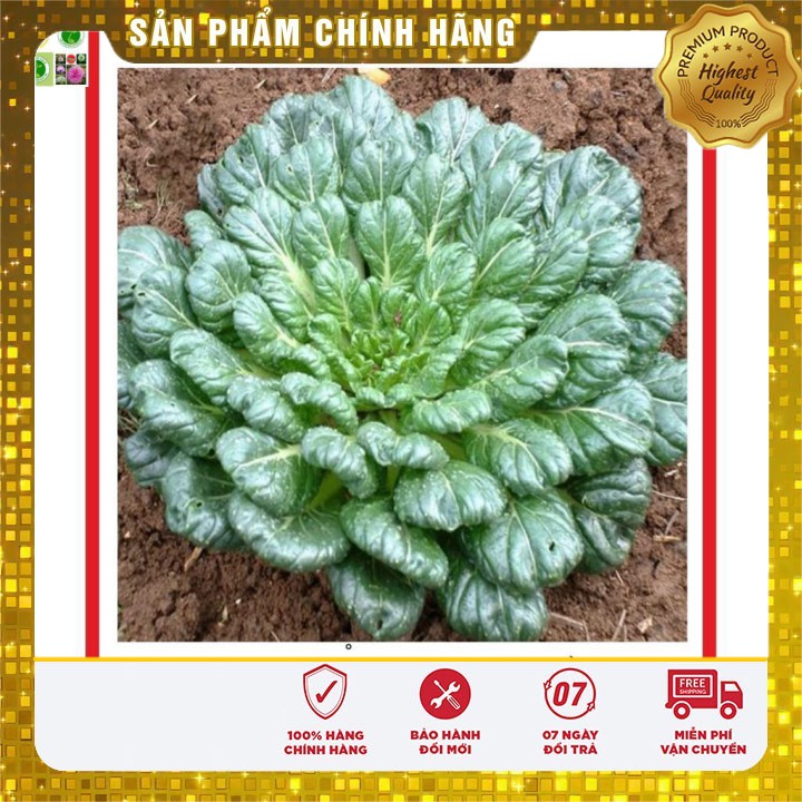 Hạt giống Cải Hoa Hồng 1Gram