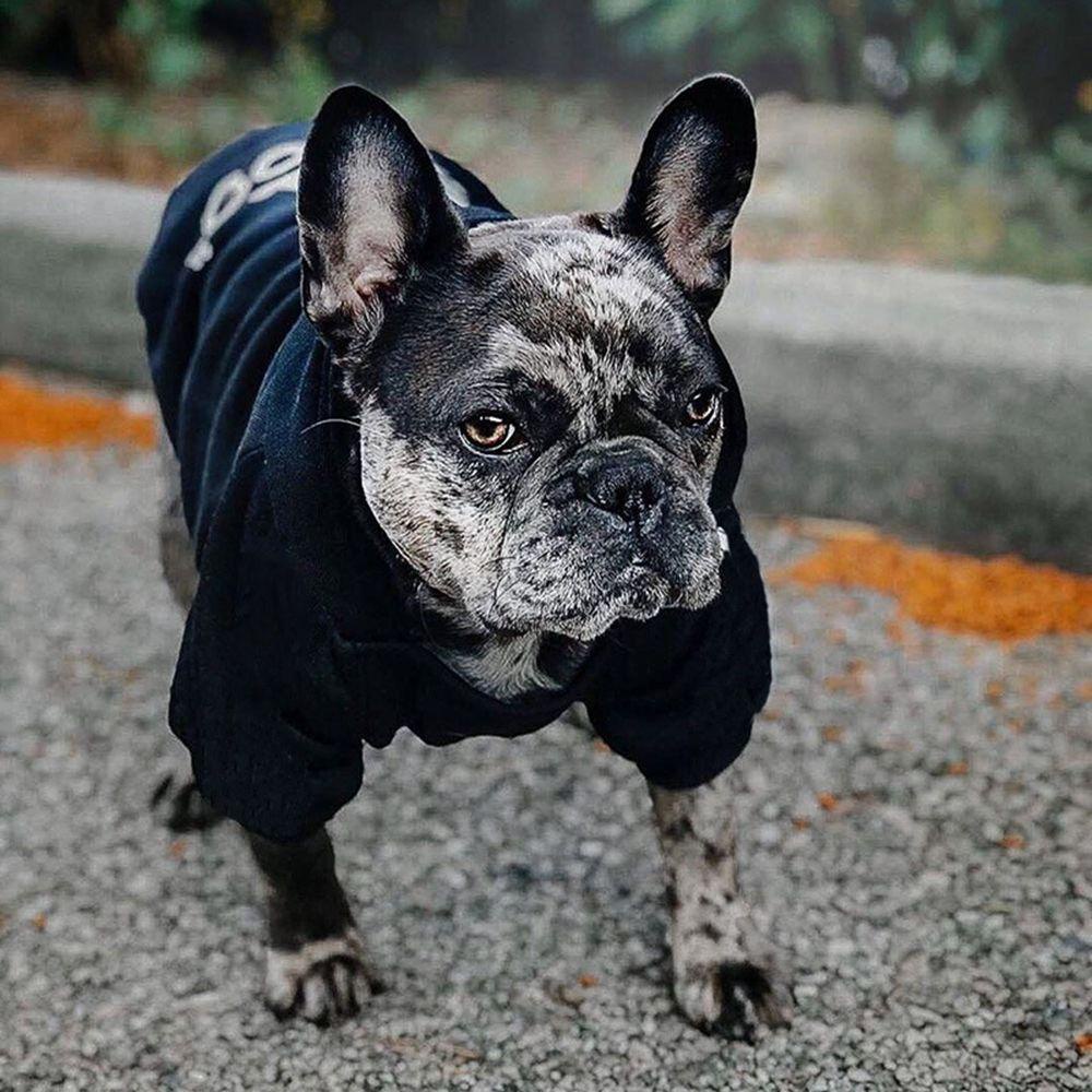 PRESTON Áo Hoodie Cotton ThờI Trang Cho Thú Cưng