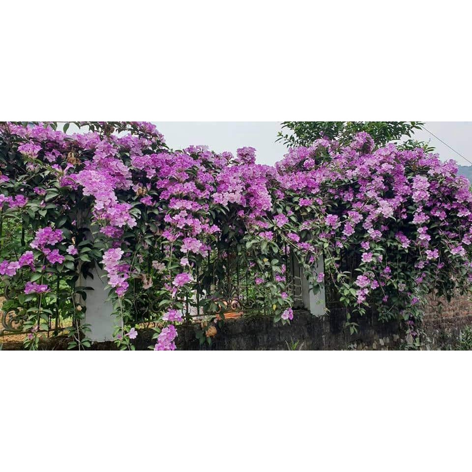 Cây hoa lan tỏi (thiên lý tỏi) trồng chậu nhựa, Ngọn dài 1m5 lá có mùi tỏi hoa tím nở bắt mắt thích hợp làm cây leo giàn