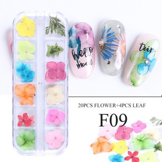 hoa khô tú cầu