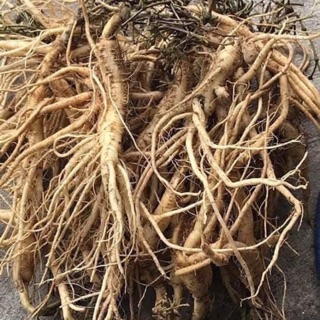 🍀🌿SÂM DÂY NGỌC LINH 10 củ ký hàng chọn ☘️🌴