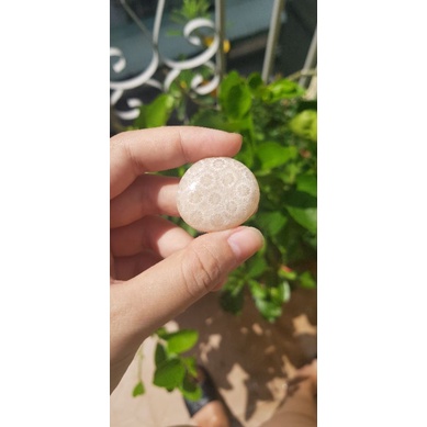 San hô hóa thạch