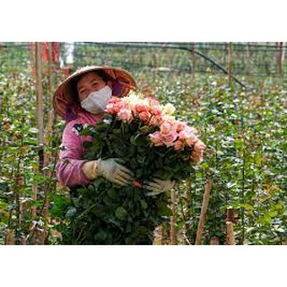 [❤️CHÍNH GỐC HUẾ ❤️] 60Ml TInh dầu Hoa Hồng