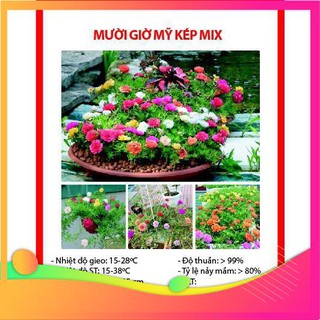 [TOP] Hạt Giống Hoa Mười Giờ Mỹ Kép Mix - 100 Hạt [ Tặng Kèm 1 Viên Nén Xơ Dừa ] VIETGAR