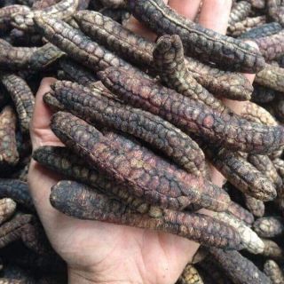Chuối hột rừng Tây Nguyên