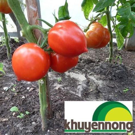 Gói 30 hat giống cà chua trái tim