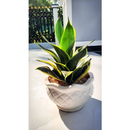 Lưỡi Hổ Thái Lùn