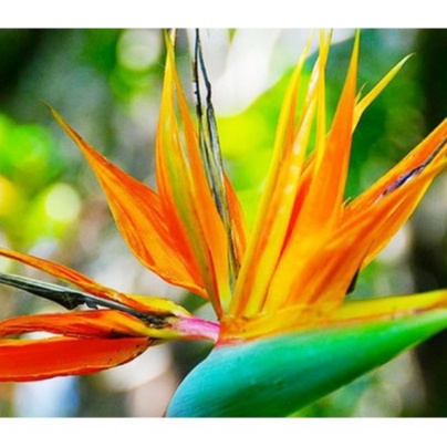 Hạt Giống 5 hạt Cây hoa Thiên điểu cao để nội thất, cây luôn có hoa