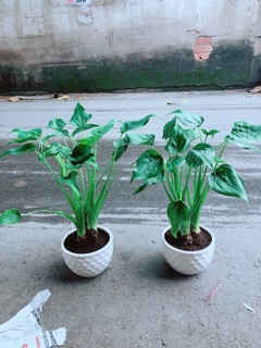 Chậu Môn Tai Phật