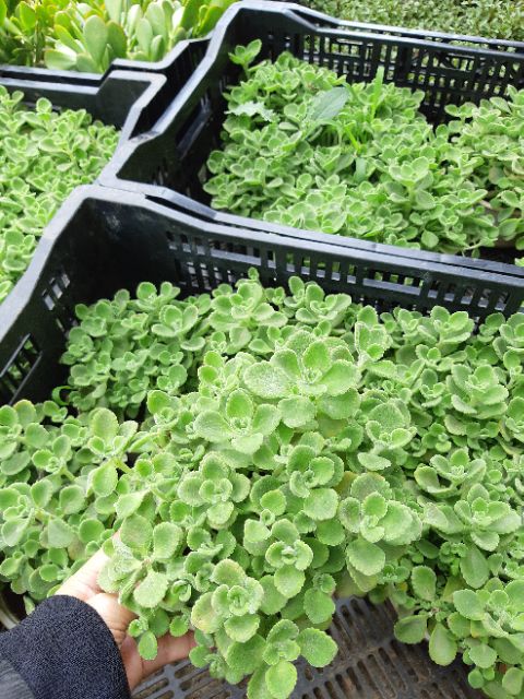 Sen thơm size trung