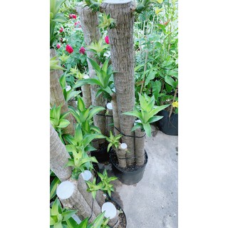 Thiết mộc lan 1m4