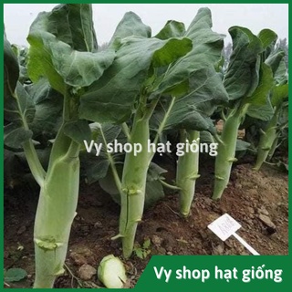 Hạt giống cải làn (cải rổ) thân mập Thái Lan gói 1100 hạt