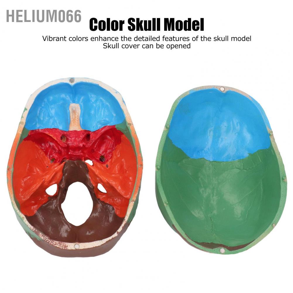 Mô Hình Hộp Sọ Người 3 Phần Với Bảng Màu Sắc Dành Cho Giảng Dạy Và Dạy Học Helium066