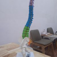 MÔ HÌNH CỘT SỐNG 45CM