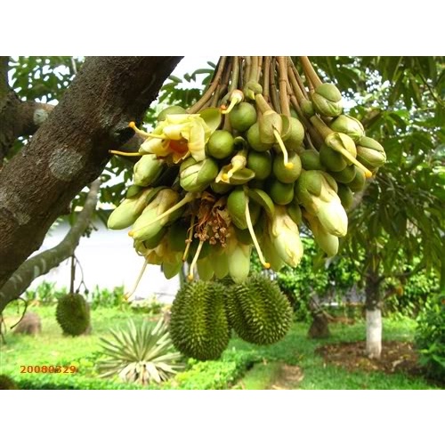 Phân bón lá NPK-NSG1- ra hoa đậu trái- gói 20ml
