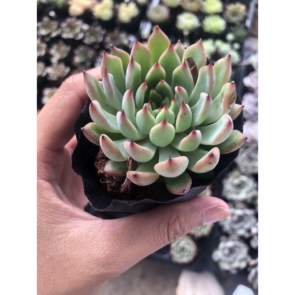 Sen Đá Vuốt Đỏ Size Bầu 5cm Hư 1 Đổi 1