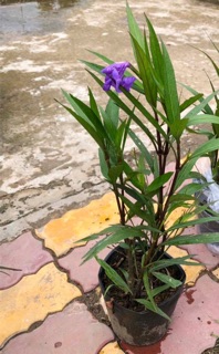 Cây chiều tím