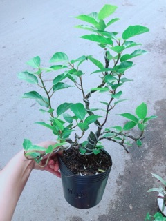 Cây Khế Bonsai