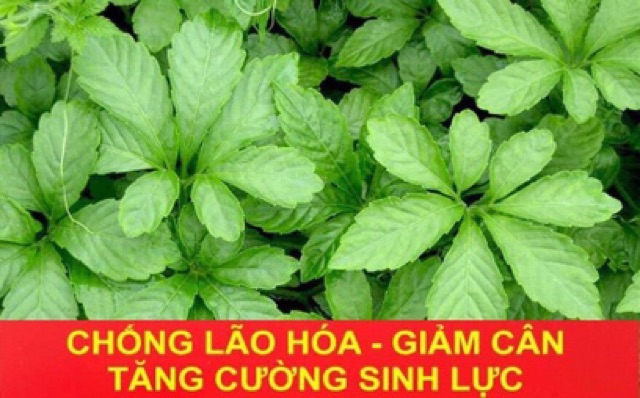 Giảo Cổ Lam 1kg loại 7 lá chuẩn xịn