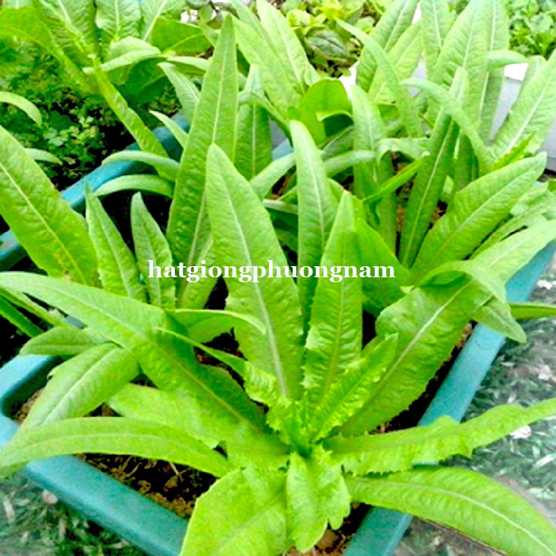 HẠT GIỐNG RAU DIẾP THƠM