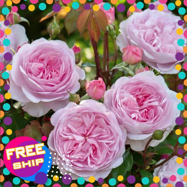 20 Hạt giống Hoa hồng Leo Pháp (tặng gói Kích nẩy mầm và Hướng dẫn) TRỢ GIÁ KHUẾN MẠI TẾT