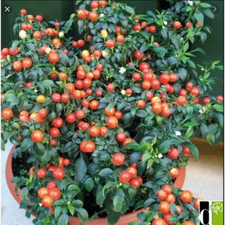 Hạt giống Ớt kiểng tròn túi 30 hạt (TẶNG gói kích thích hỗ trợ hạt nảy mầm)