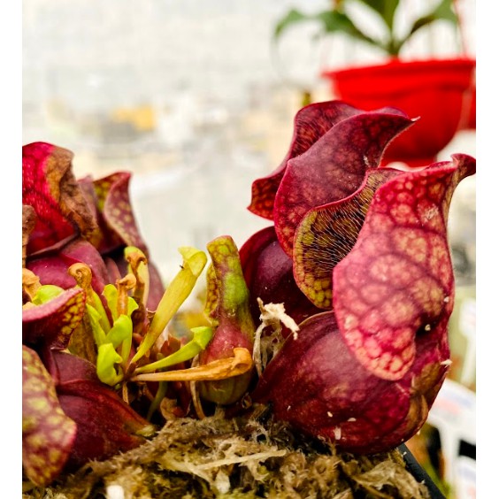 Cây Bắt Mồi,Cây Hố Bẫy-Sarracenia Purpurea tại Hắc Tê-ExoticGarden