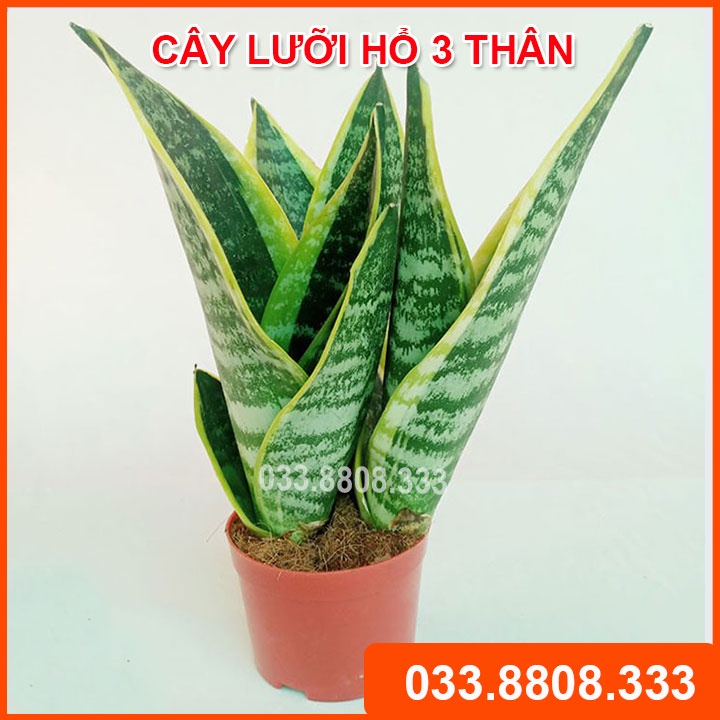 Cây Lưỡi Hổ 3 Thân Để Bàn Chậu Nhựa - Cây nội thất