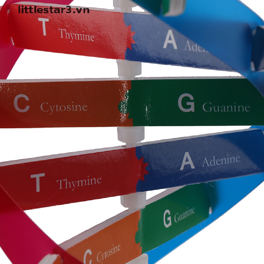 Mô Hình Khoa Học Dna Genetic