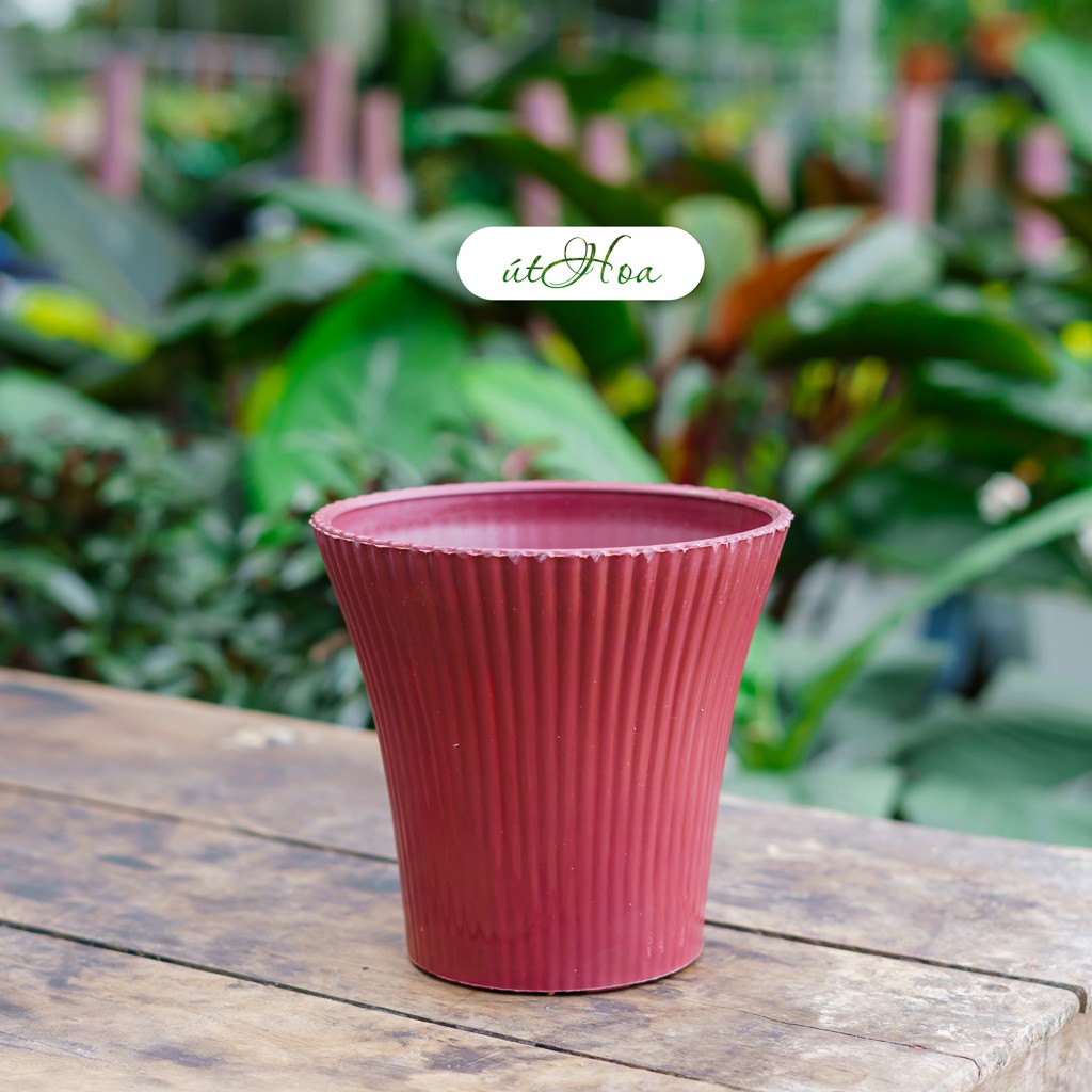 Chậu Loa kép nhiều màu cao cấp