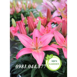 Củ giống hoa ly màu hồng ( củ giống Hà Lan)