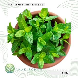 Hạt giống - hạt giống cây bạc hà peppermint - nhập khẩu 50h