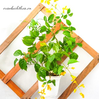 Lan Hoàng Dương Chuỗi Ngọc Hoa Vàng