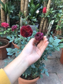 (Cây thật ) Hoa Hồng ngoại Frince