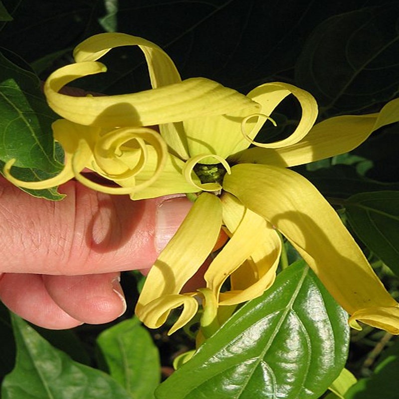 Cây Hoàng Lan Cây Ngọc Lan Vàng - Cây Bông Chúa - Hoa có hương thơm dễ chịu