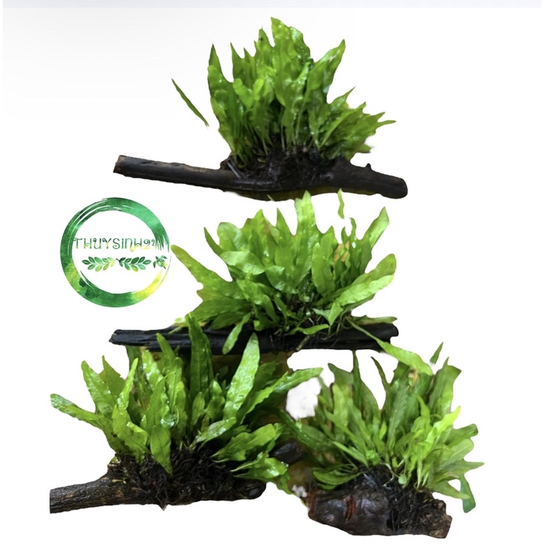 Dương xỉ Java cấy lên lũa - cây thuỷ sinh - cây thuỷ sinh không cần co2
