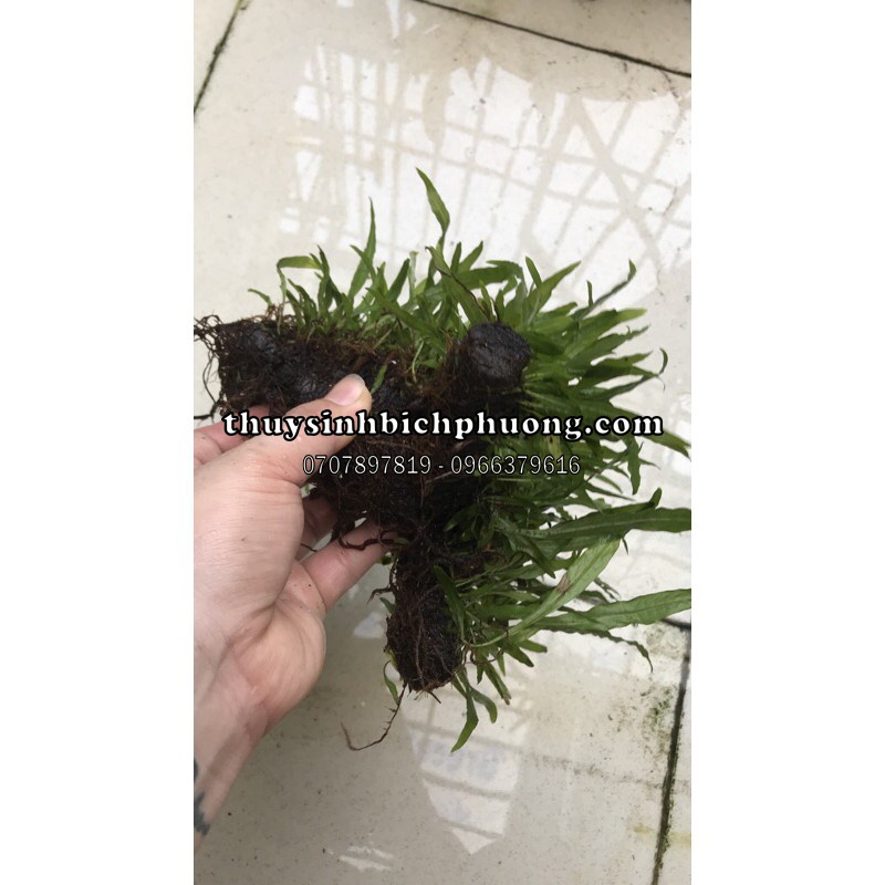 DƯƠNG XỈ LÁ HẸP MINI ƯƠM LŨA TỰ NHIÊN TUỔI THỌ HƠN 1 NĂM TUỔI SIÊU DÀY | TRANG TRÍ HỒ CÁ THUỶ SINH KHÔNG CO2