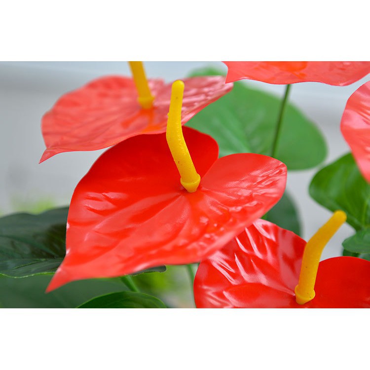 CÂY HOA HỒNG MÔN YẾN SIZE LỚN cao 50cm - 5 HOA ĐỎ - Trang trí
