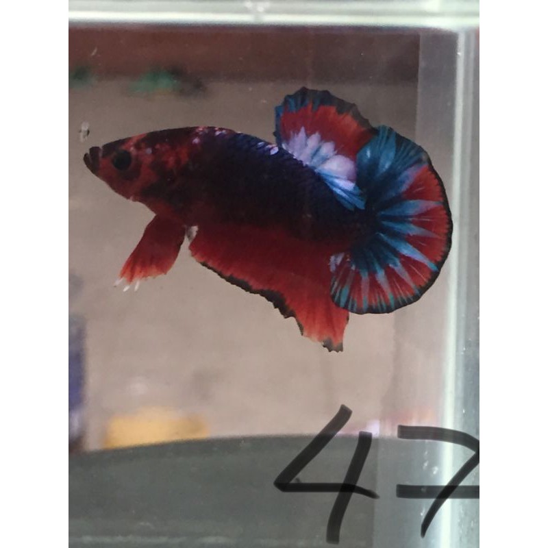 cá betta trống giá rẻ