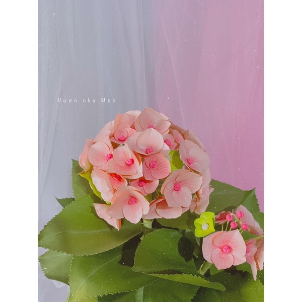 Khuôn cắt làm hoa tú cầu cánh lệch
