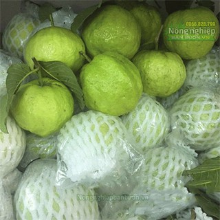 100 Bao Bọc Ổi ,Lê,Táo...gồm dây thun,xốp,túi nilon