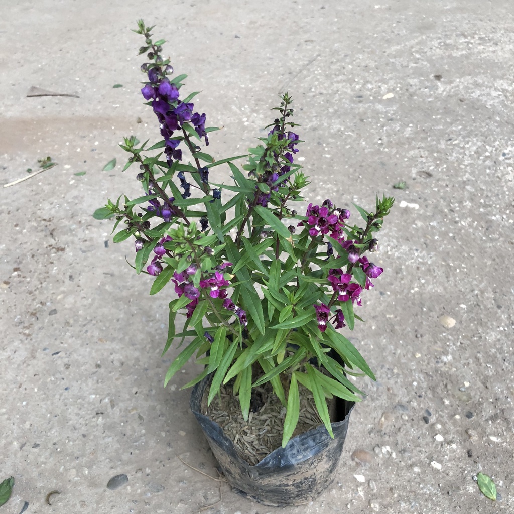 Cây hoa violet Nhật (hoa ngọc hân), Chiều cao 15cm với 3 màu hoa đặc sắc dễ chăm sóc thích hợp trang trí cảnh quan