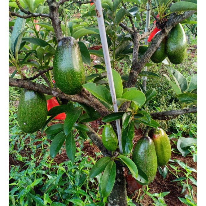 Cây giống bơ lùn thanh sơn