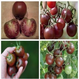 HẠT GIỐNG CÀ CHUA SOCOLA GÓI 30 HẠT
