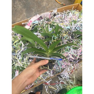 Ngọc điểm cây nhỡ