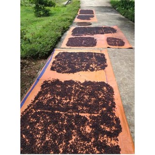 Hạt dổi nếp Hòa Bình túi 100g
