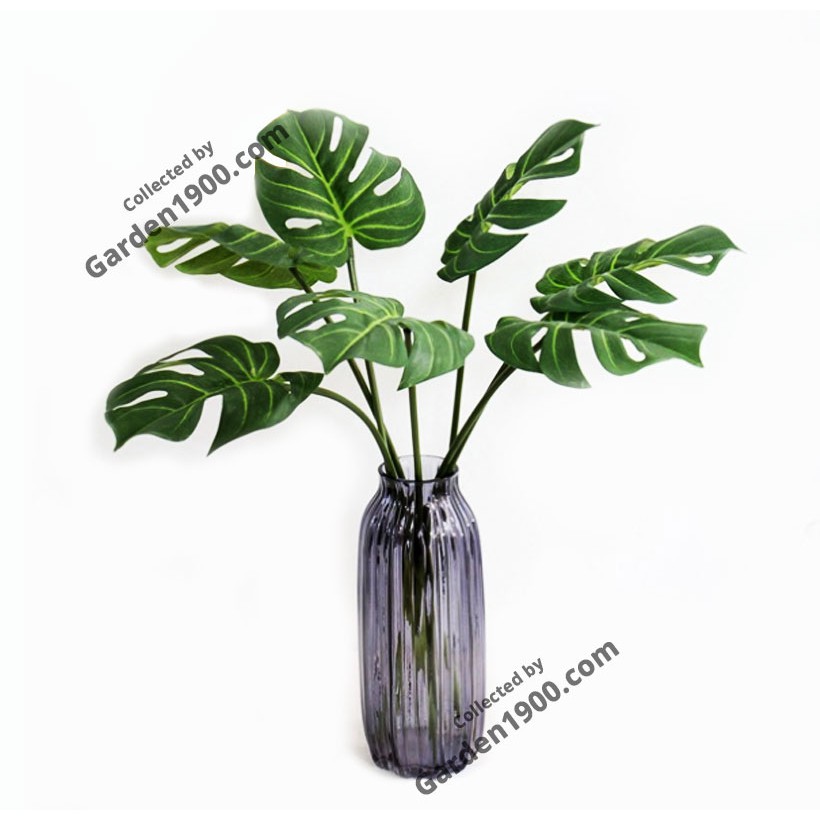 Câu trầu bà monstera thủy sinh để bàn (Cây trầu bà lá xẻ thủy sinh để bàn) - Garden1900