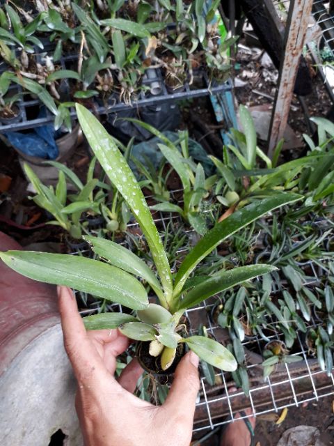 Vũ nữ sharry baby hoa thơm