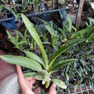 Vũ nữ sharry baby hoa thơm