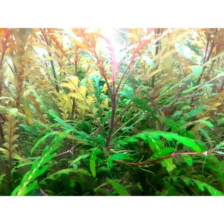 Liễu Răng Cưa - Hygrophila Pinnatifida - Lá Nước